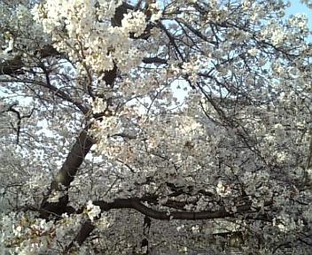 image/2011-04-09T18:31:19-2.jpg