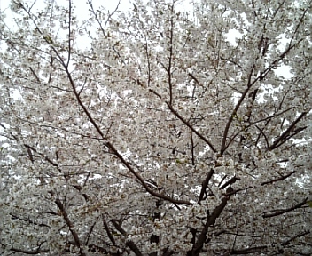 花見