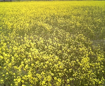 花見