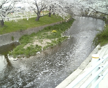 花見