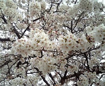 4月3日