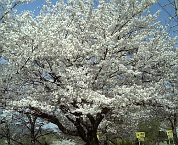 4月9日