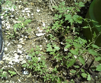 100705_113709.jpg